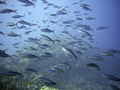 La vita sott'acqua