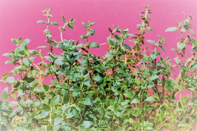 L'allegria della Provenza nelle foglie del timo
