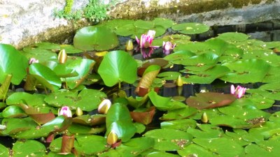 Lauris, Couleur Garance, ninfee