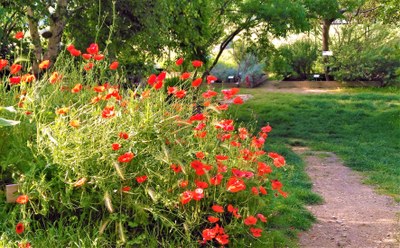 Lauris, Couleur Garance, papaveri