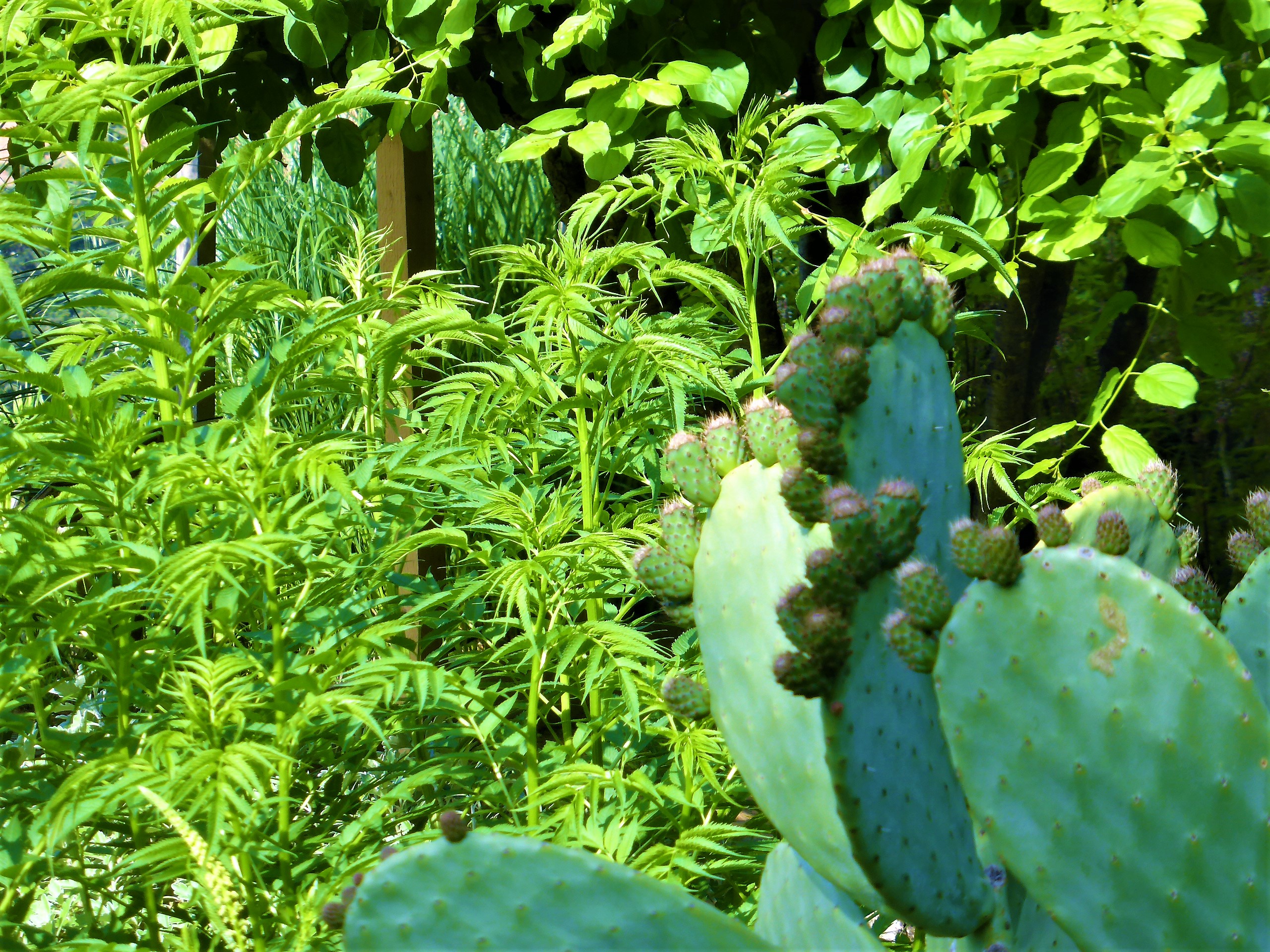 Lauris, Couleur Garance, particolare del giardino