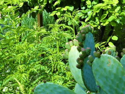 Lauris, Couleur Garance, particolare del giardino