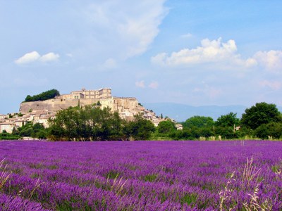Lavanda a Grignan © Lionel Terrail