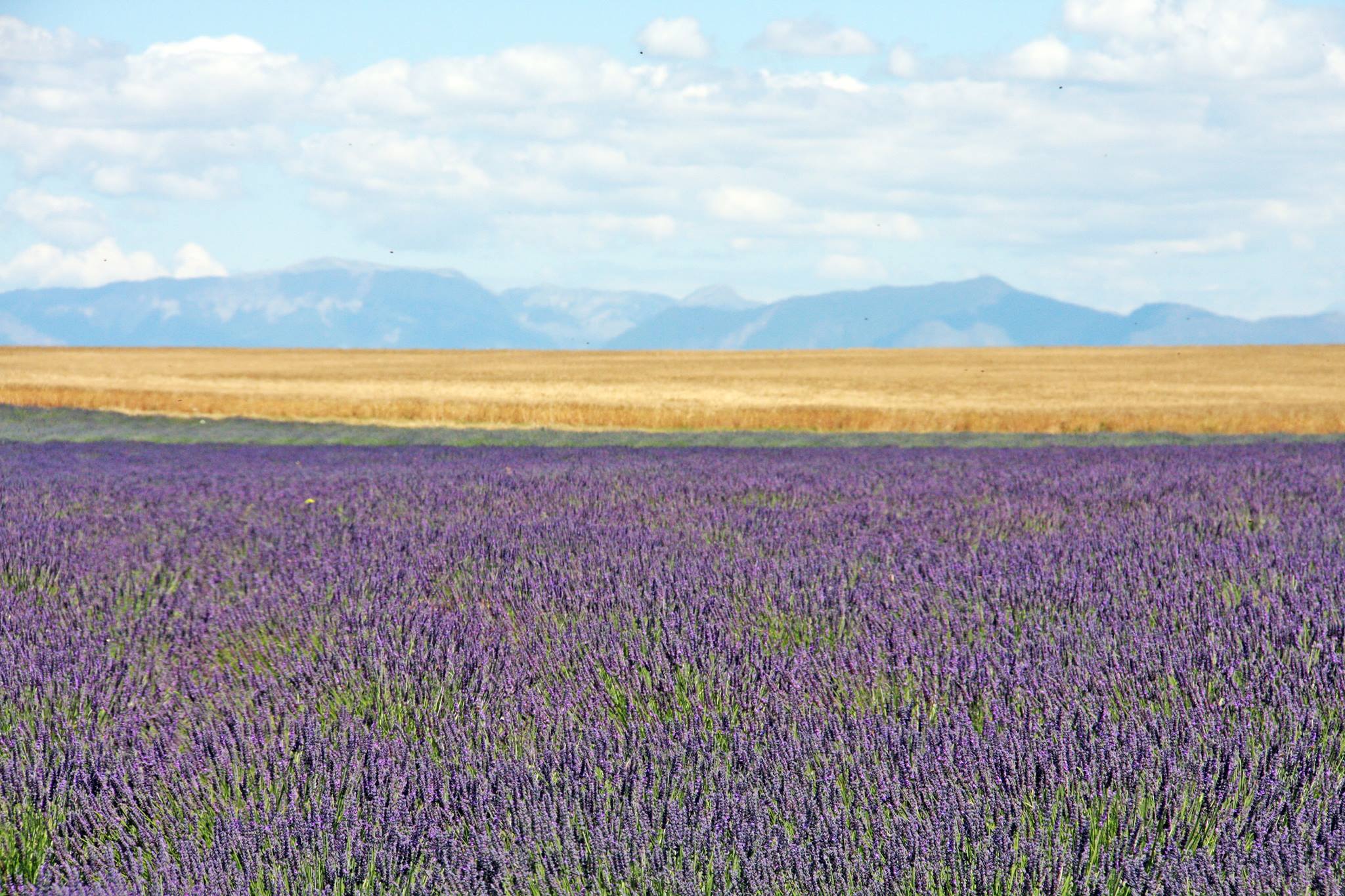 Lavanda a perdita d'occhio sul plateau di Valensole © Gianni Ottonello