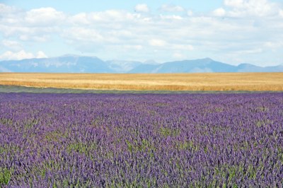 Lavanda a perdita d'occhio sul plateau di Valensole © Gianni Ottonello