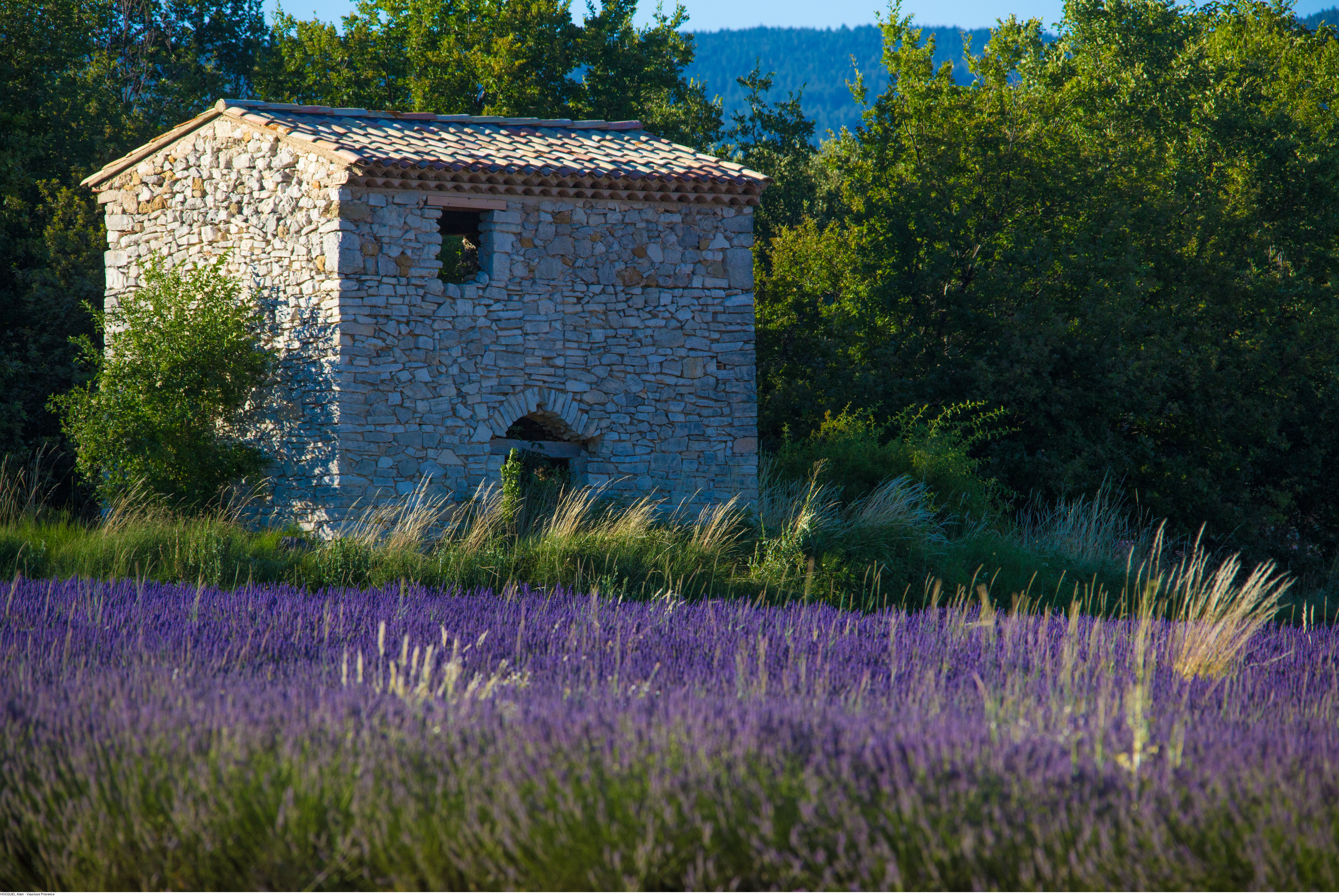 Lavanda a Sault © Alain Hocquel