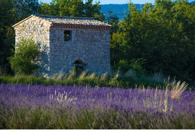 Lavanda a Sault © Alain Hocquel