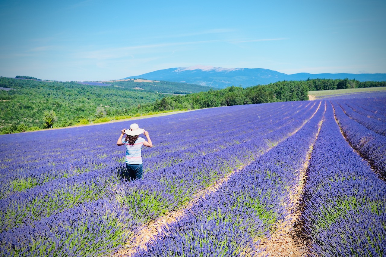 Lavanda a Sault © Lionel Terrail