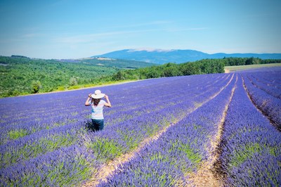 Lavanda a Sault © Lionel Terrail