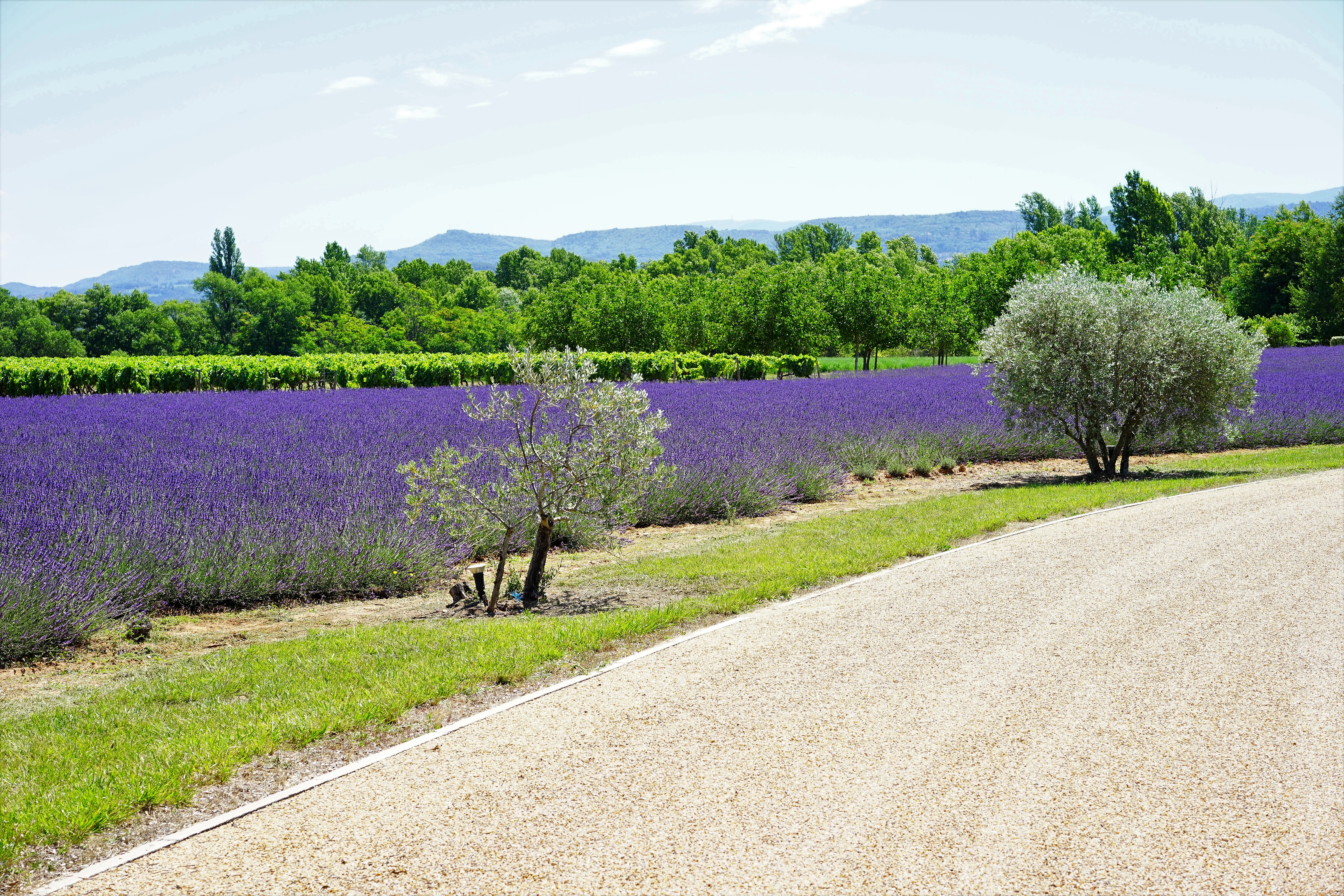 Lavanda ai bordi della strada