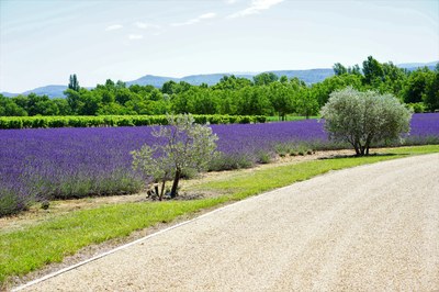 Lavanda ai bordi della strada