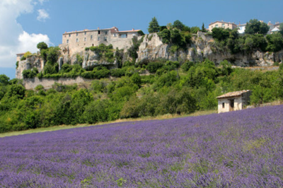 Lavanda ai piedi del villaggio di Sault