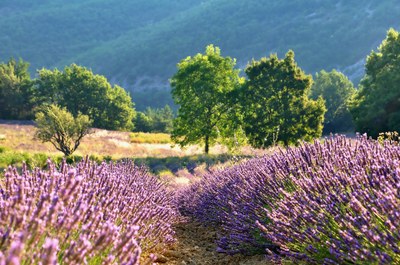 Lavanda, alberi e campi di grano