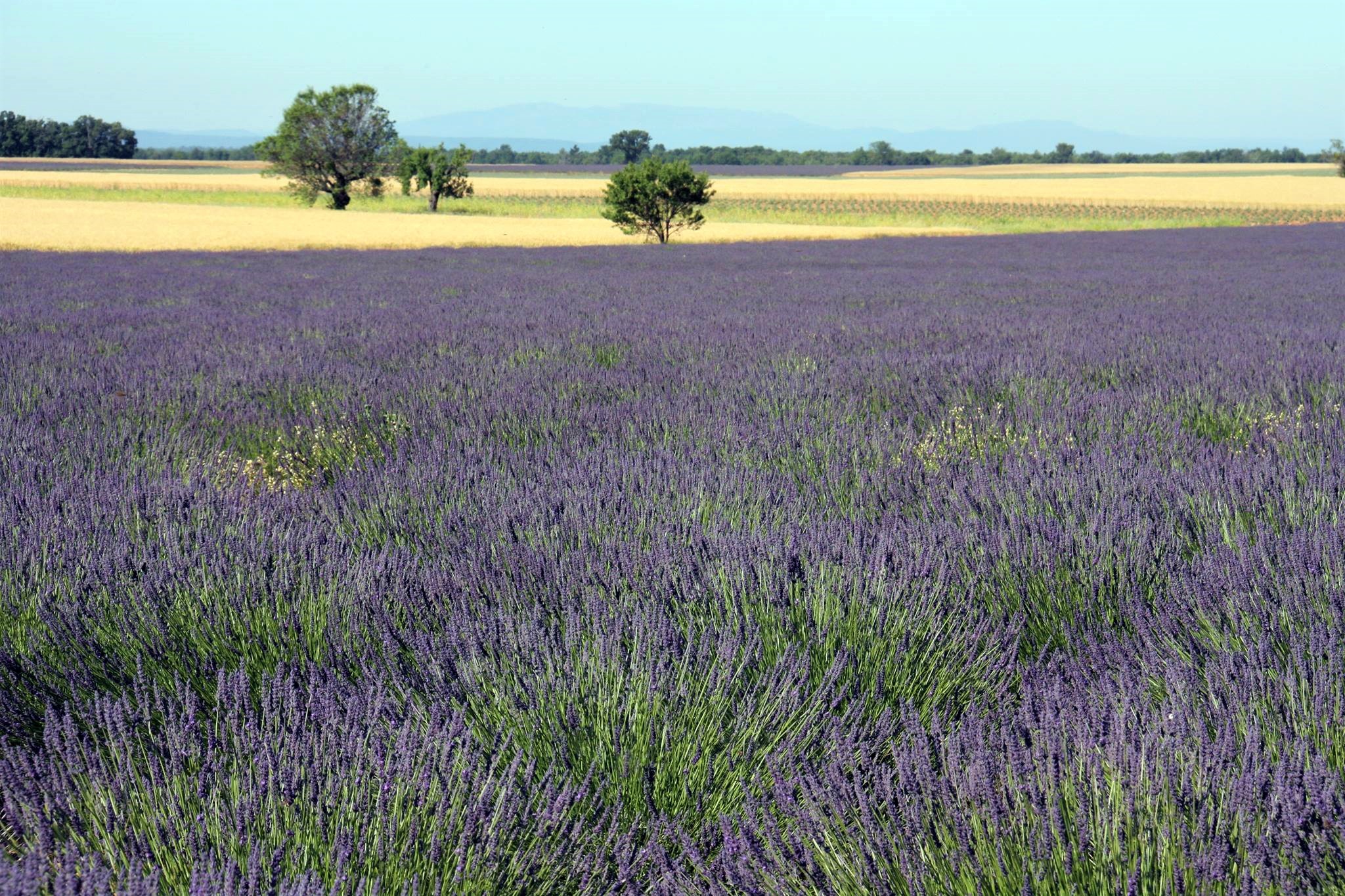 Lavanda e cereali © Gianni Ottonello