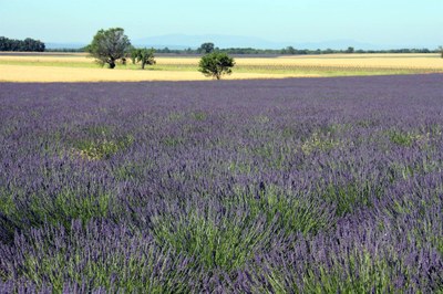 Lavanda e cereali © Gianni Ottonello
