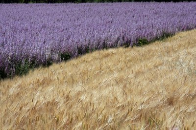 Lavanda e frumento, colori a contrasto © Gianni Ottonello