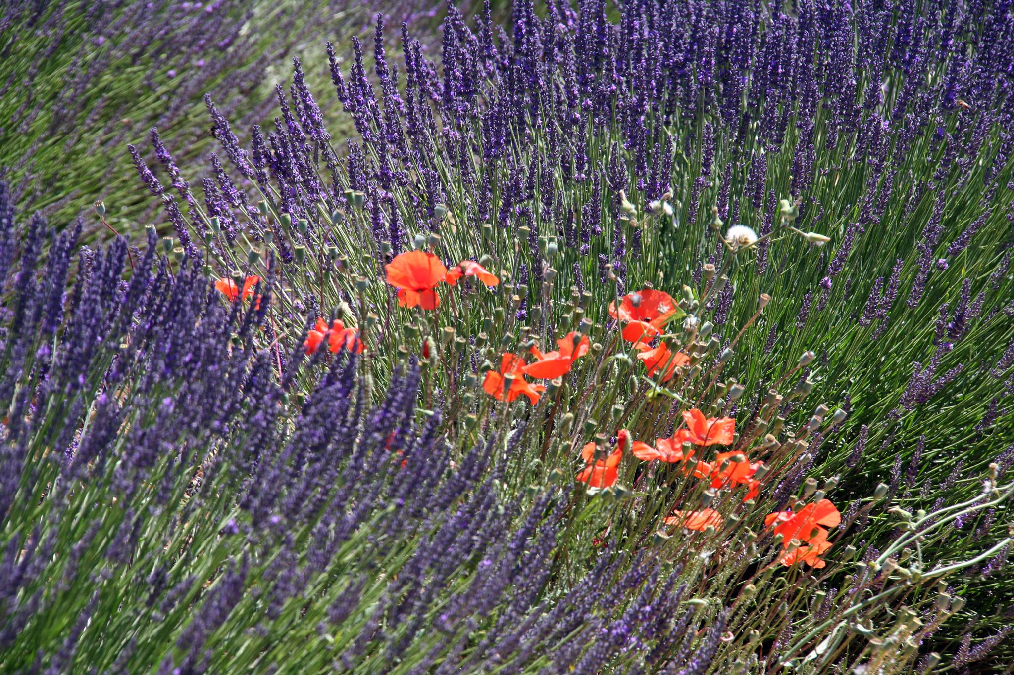 Lavanda e papaveri © Gianni Ottonello