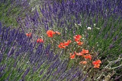 Lavanda e papaveri © Gianni Ottonello