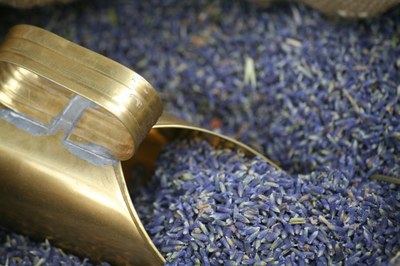 Lavanda, i fiori pronti per la lavorazione - Foto: redazione