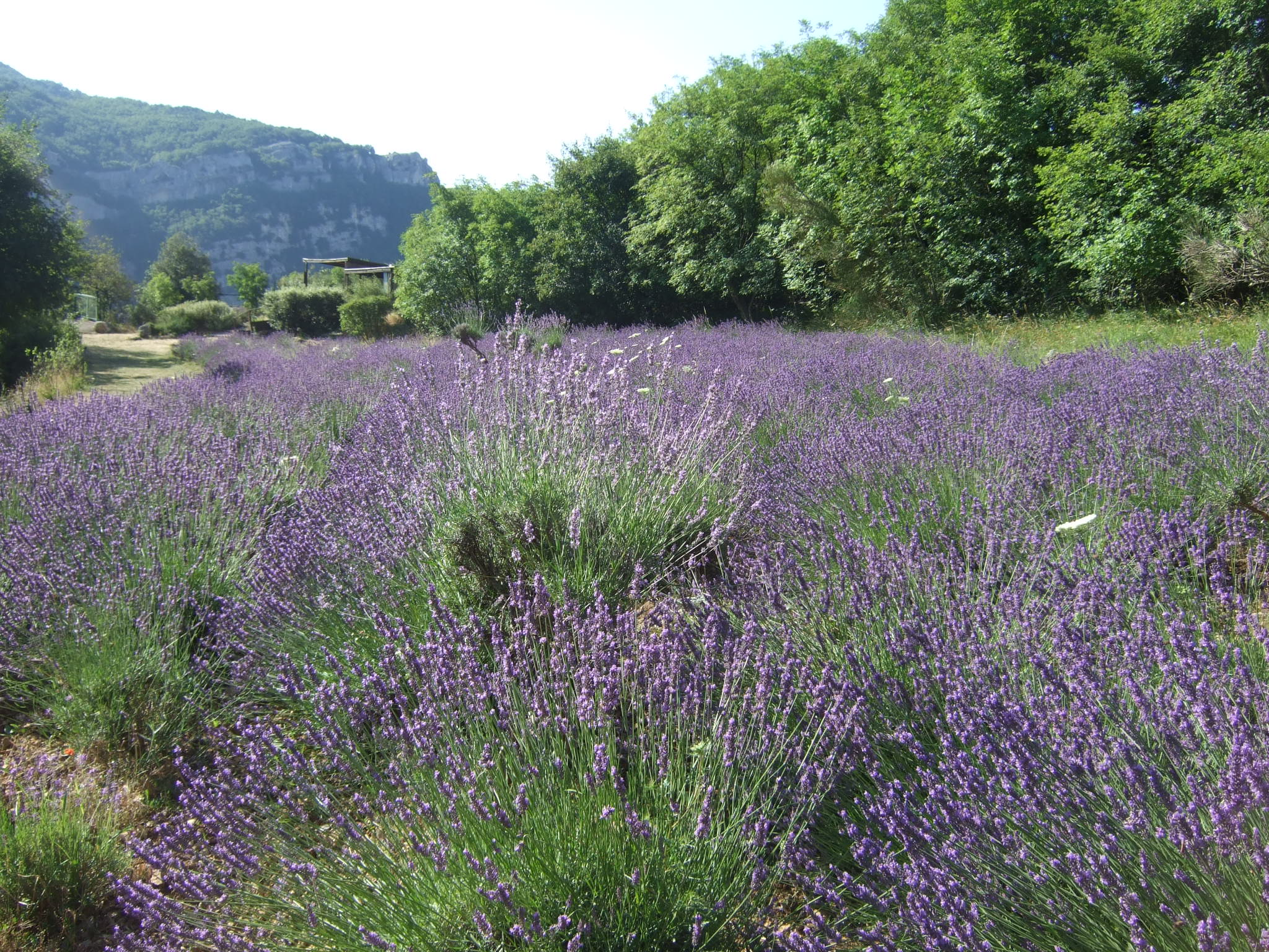 Lavanda in fiore, dove il profumo ha inizio - Foto: © Galimard