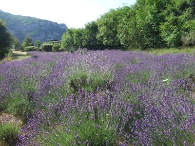 Lavanda in fiore, dove il profumo ha inizio - Foto: © Galimard