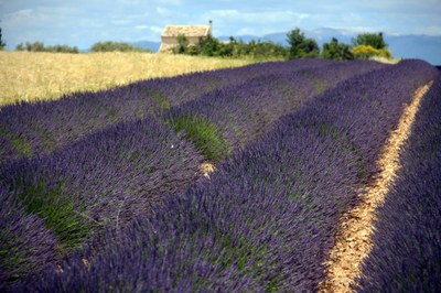 Lavanda in fiore sull'altopiano di Valensole © Gianni Ottonello