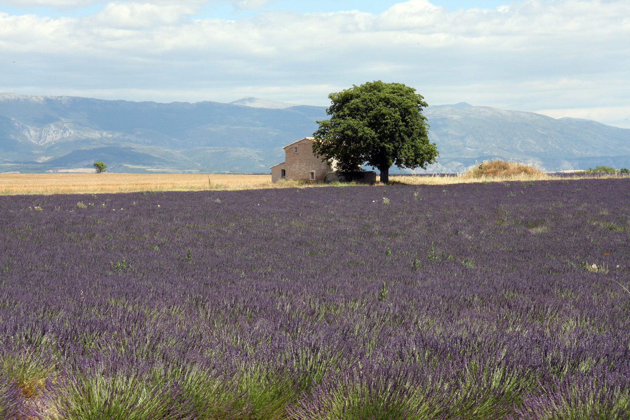 Lavanda nei pressi di Valensole, sullo sfondo dei monti © Gianni Ottonello