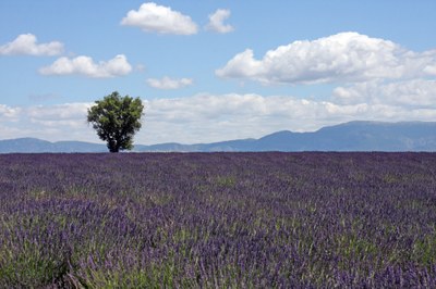 Lavanda nei pressi di Valensole - Un albero segna l'orizzonte © Gianni Ottonello