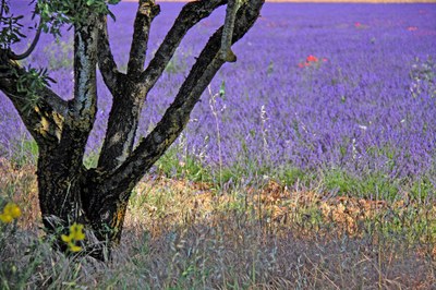 Lavanda tra i rami di un albero sull'altopiano di Valensole © Gianni Ottonello
