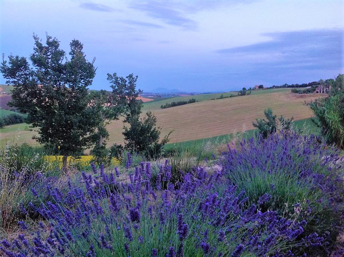 Lavanda tra le colline