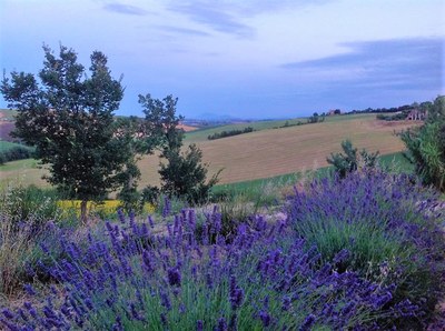 Lavanda tra le colline