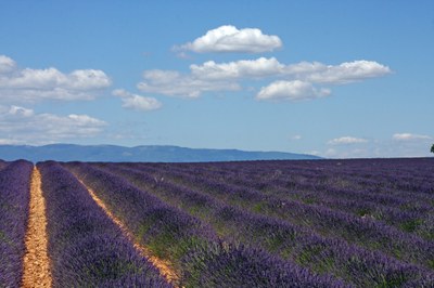 Lavanda verso l'infinito nei pressi di Valensole © Gianni Ottonello
