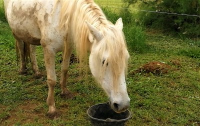 L'avena in premio dopo la mungitura