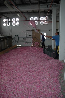Lavorazione delle rose - Foto: © OT Grasse