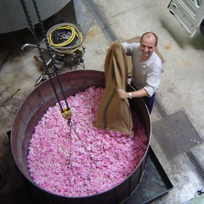 Lavorazione dei fiori per la profumeria - Foto: © OTC Grasse