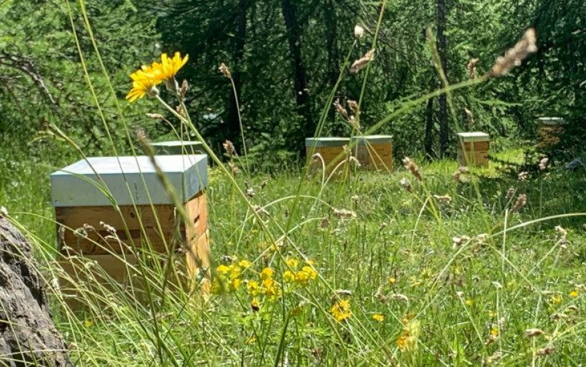 Le arnie di Bee Riviera © Ville de Biot