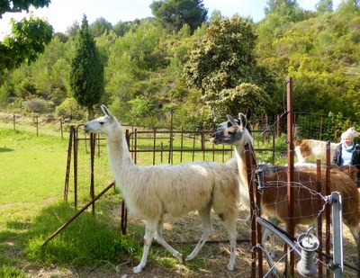Le Barroux, i lama escono al pascolo