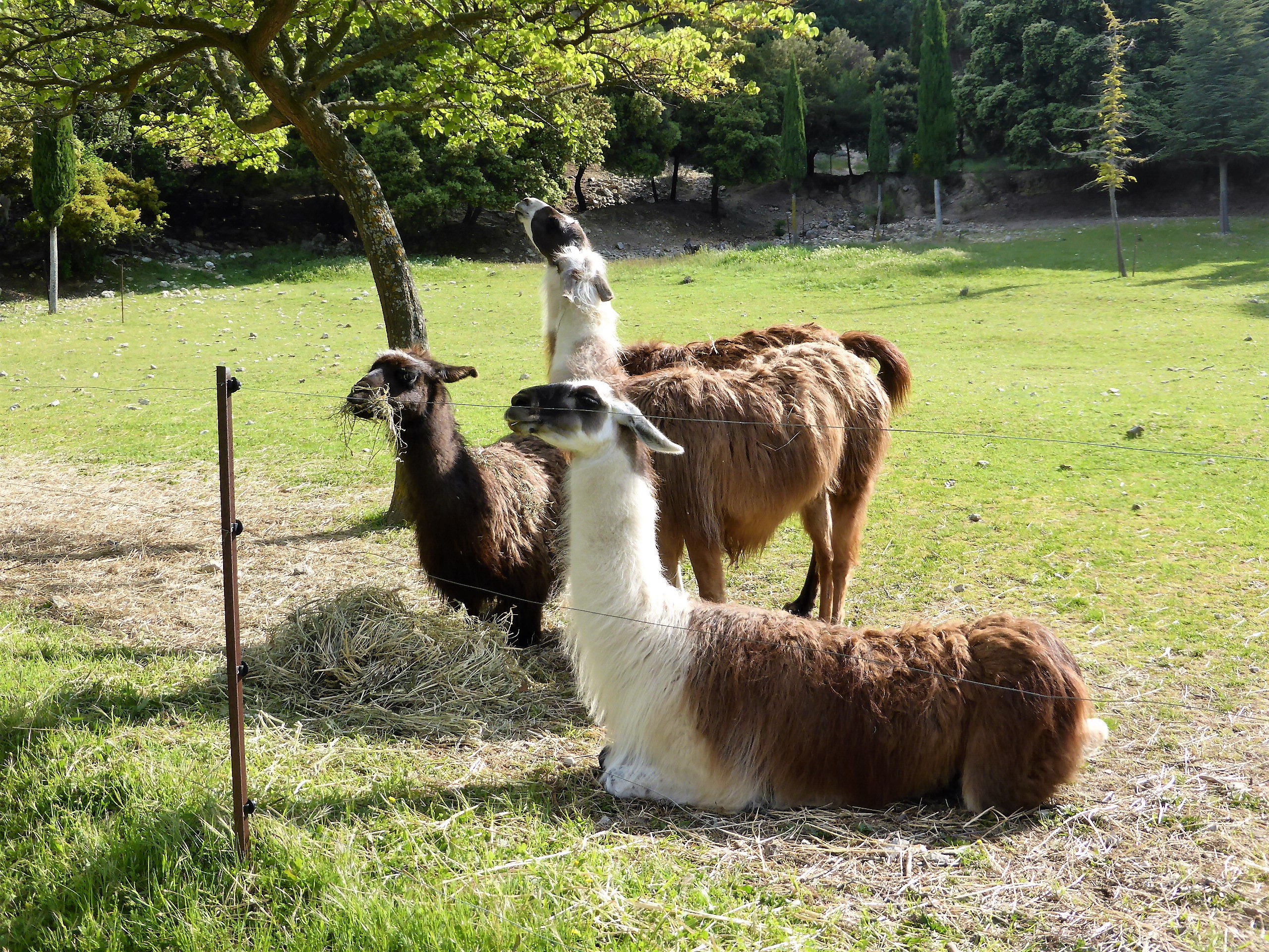Le Barroux, i lama in un momento di relax