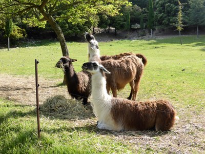Le Barroux, i lama in un momento di relax