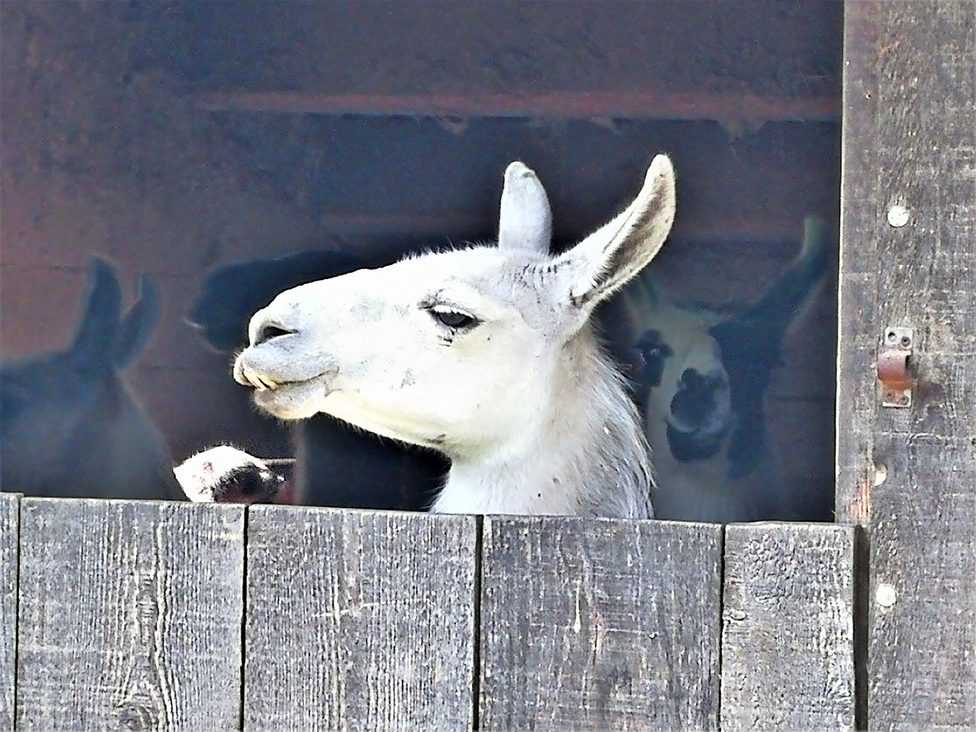 Le Barroux, il lama si mette in posa