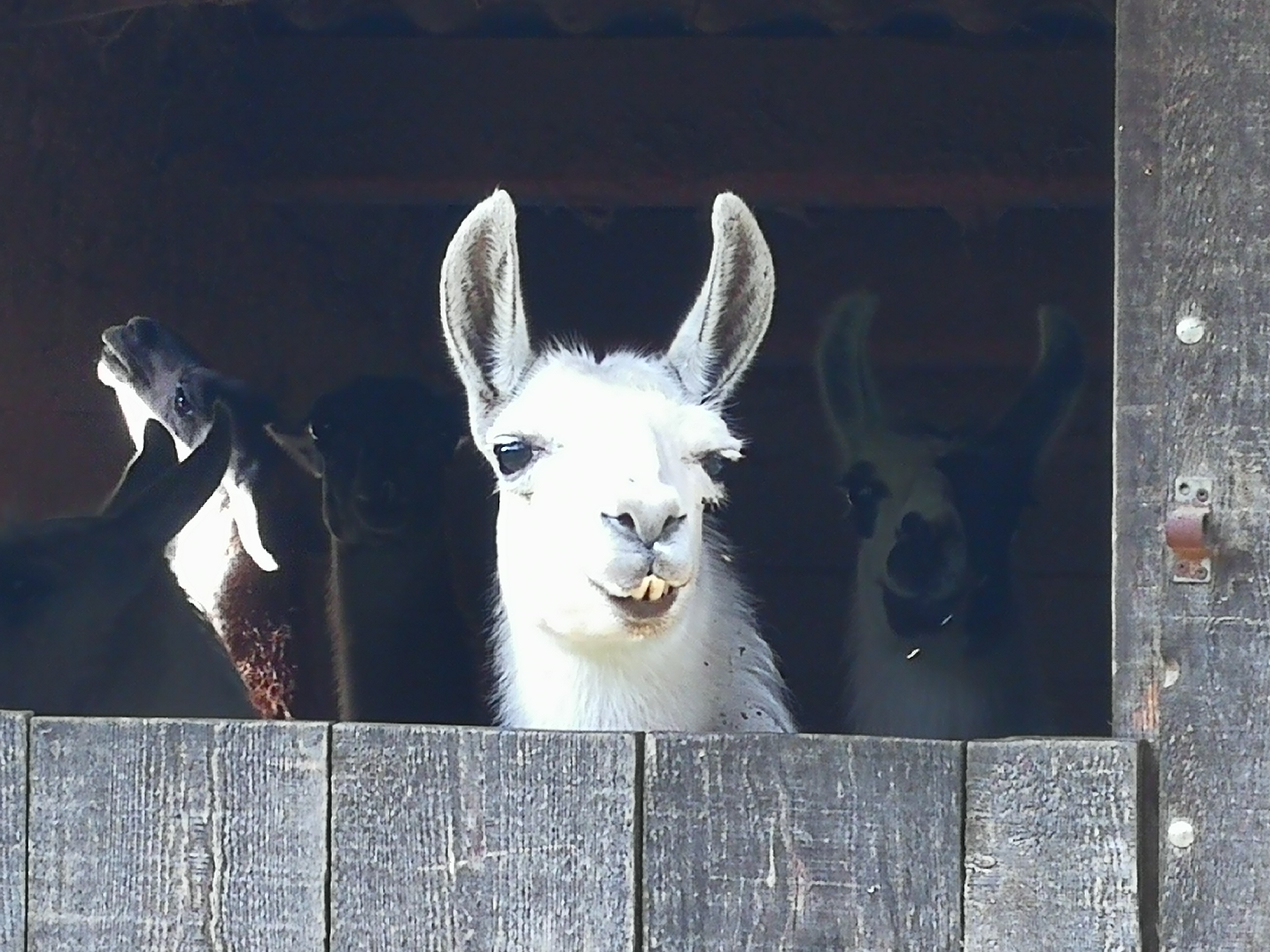 Le Barroux, lama nella stalla