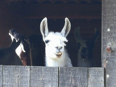 Le Barroux, lama nella stalla