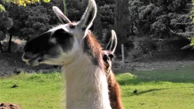 Le Barroux, l'eleganza dei lama