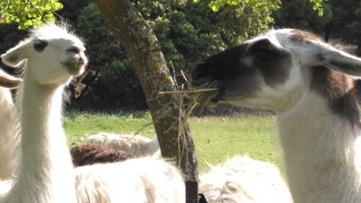 Le Barroux, quattro chiacchiere tra i lama