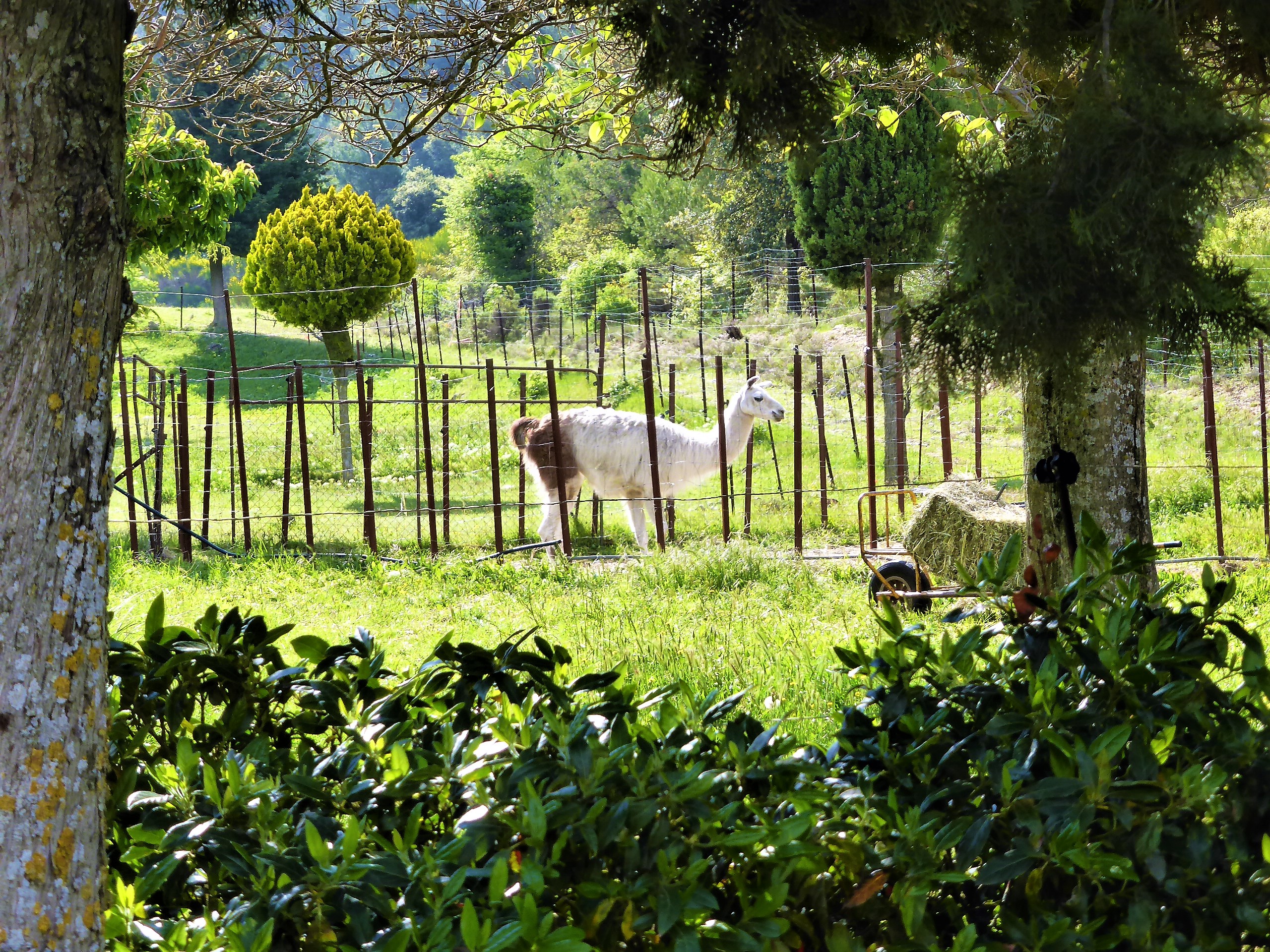 Le Barroux, un lama al rientro dal pascolo