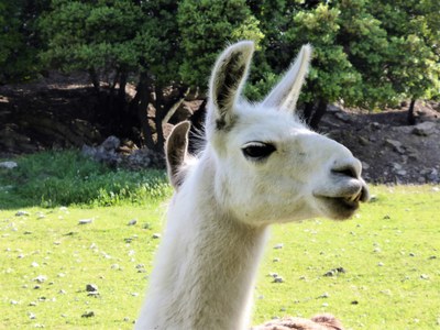 Le Barroux, uno dei lama di Marie Sherrer