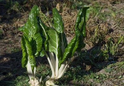 Le bietole, ingrediente principale dei barbajuan