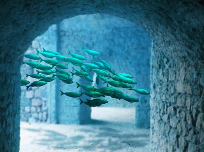 Le meraviglie sotto il mare