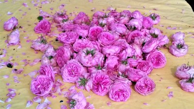 Le rose centifolie colte per essere essicate
