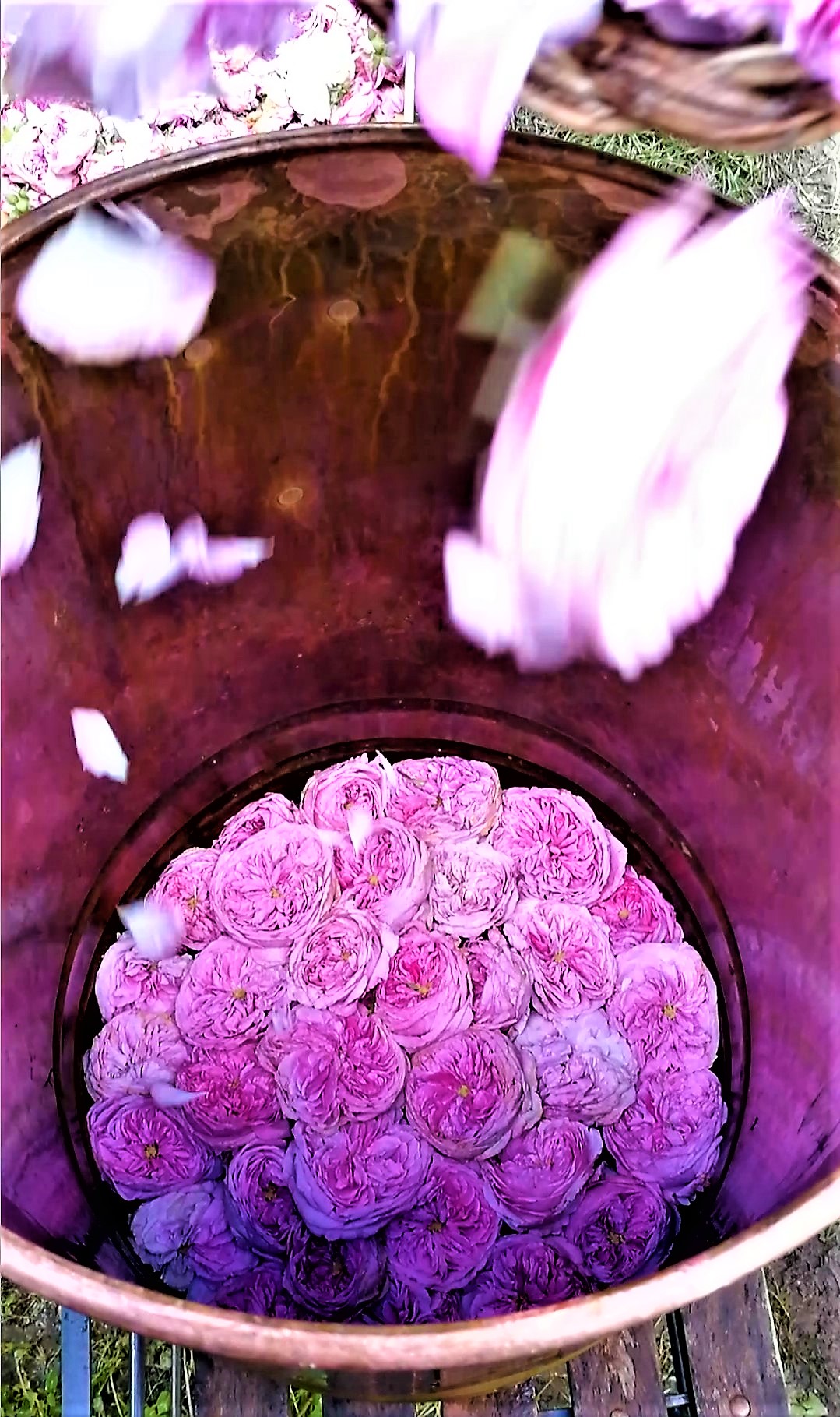 Le rose nell'alambicco per la distillazione.